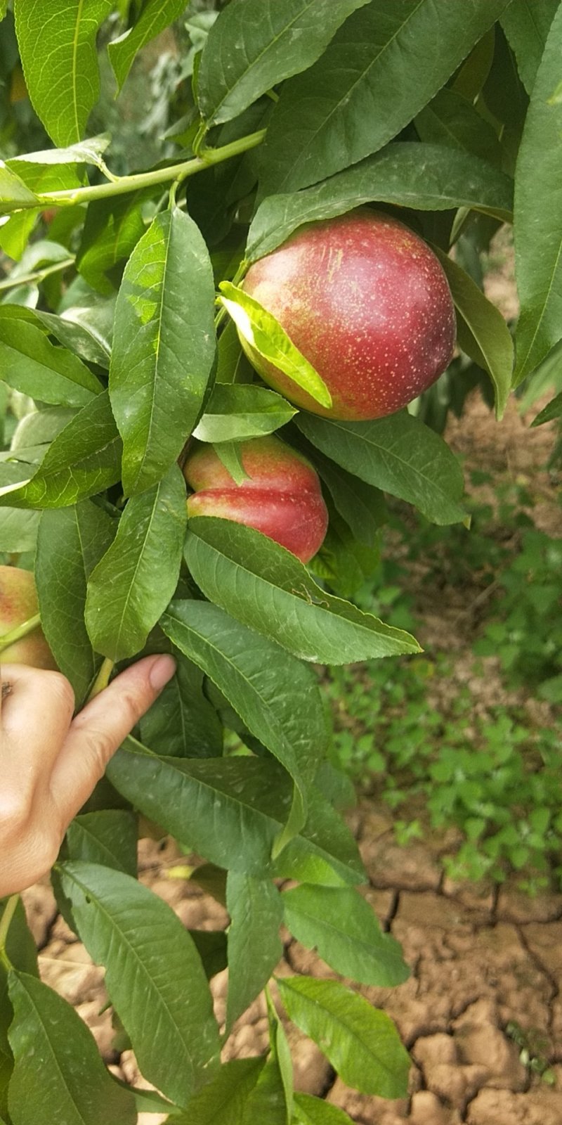 油桃熟了