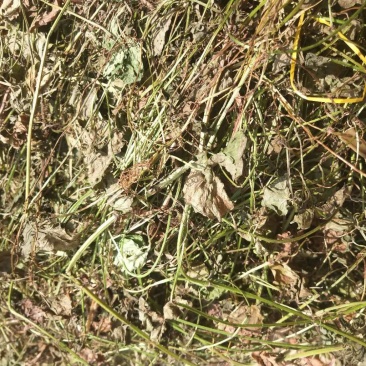 野生金钱草大别山特产纯野生不是野生不要钱