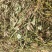 野生金钱草大别山特产纯野生不是野生不要钱