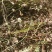 野生金钱草大别山特产纯野生不是野生不要钱