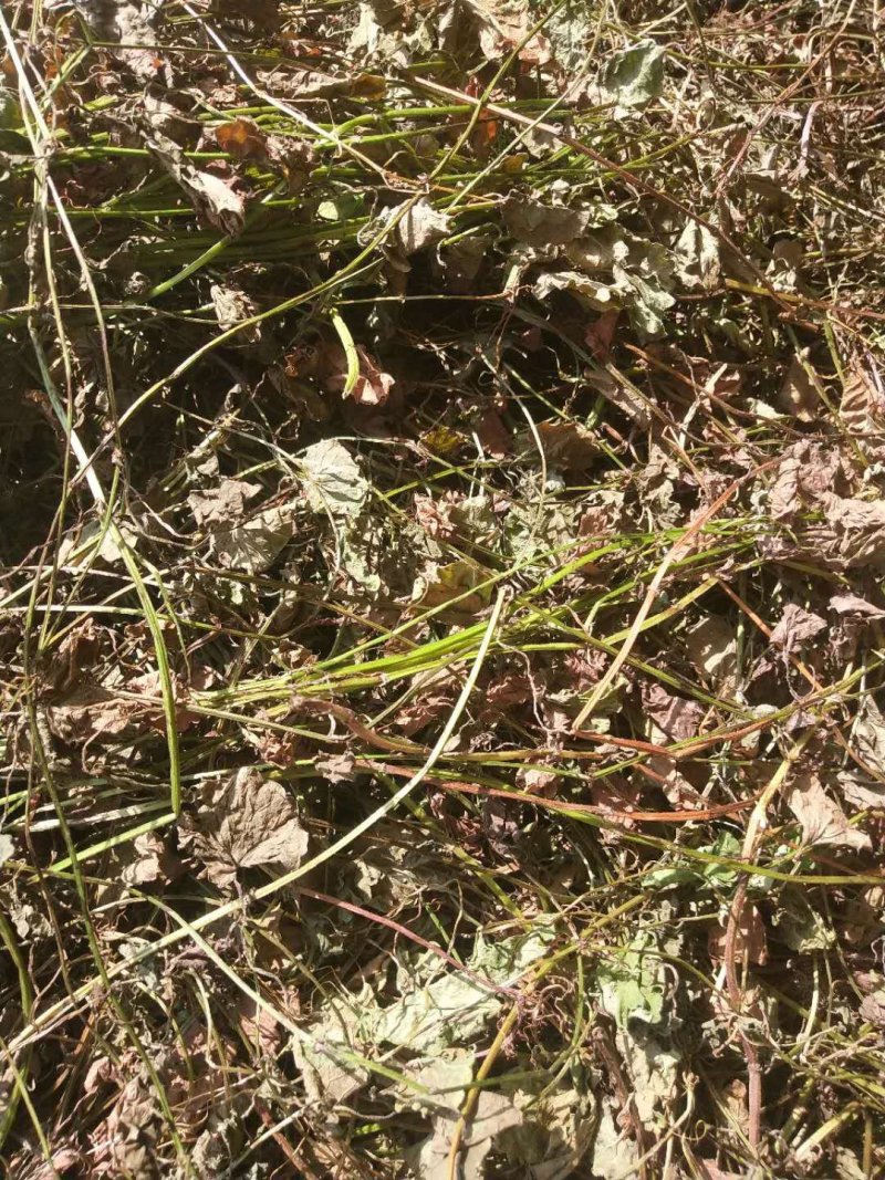 野生金钱草大别山特产纯野生不是野生不要钱