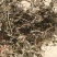 野生金钱草大别山特产纯野生不是野生不要钱