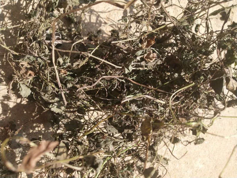 野生金钱草大别山特产纯野生不是野生不要钱