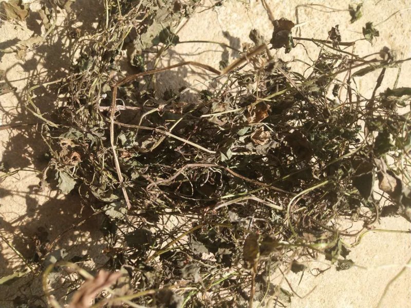 野生金钱草大别山特产纯野生不是野生不要钱