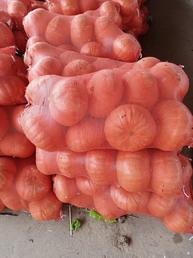 南瓜大量