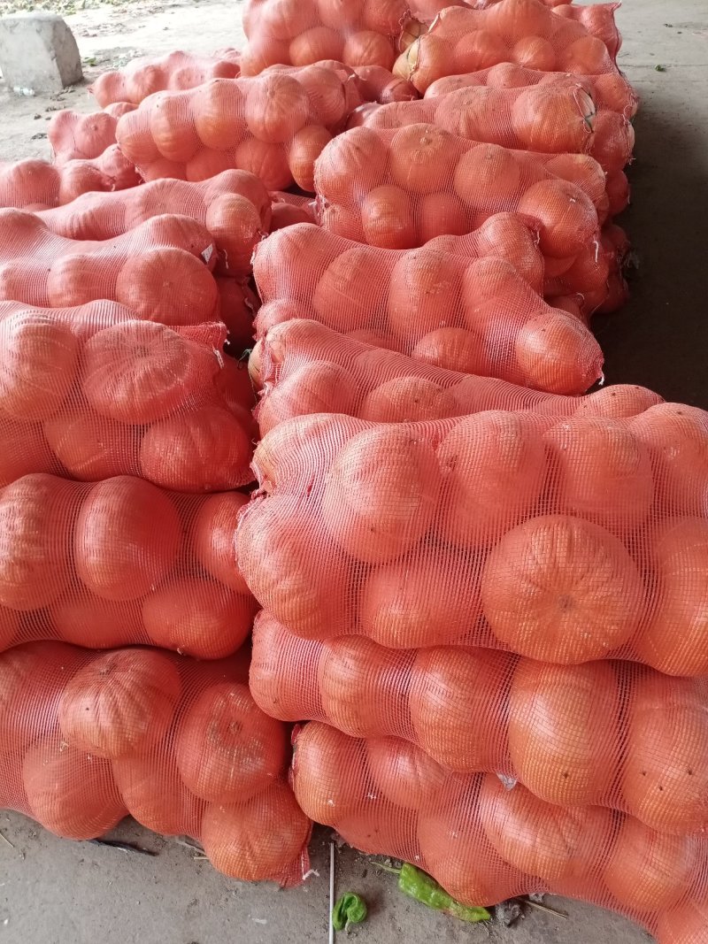 南瓜大量
