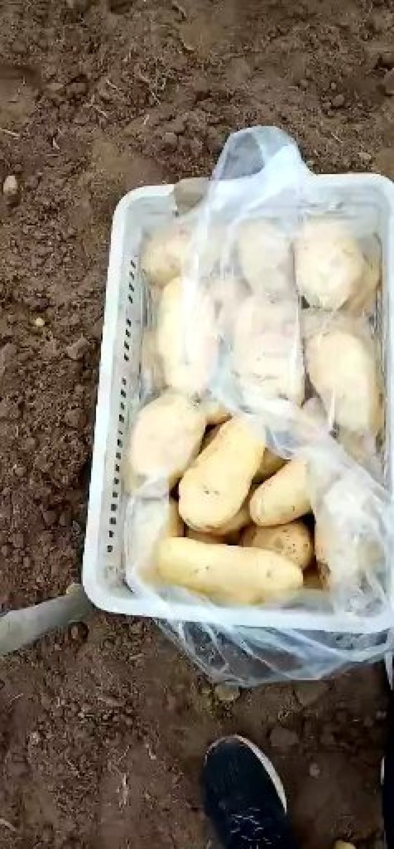 土豆大量有货