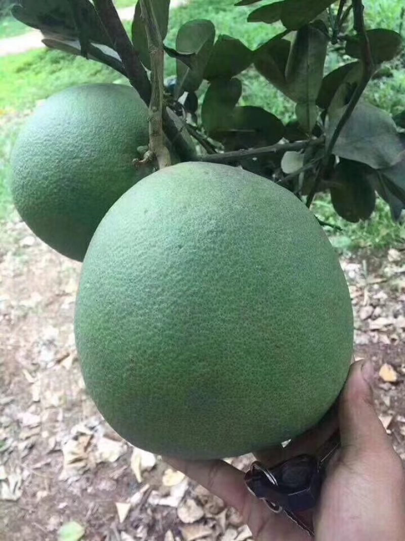 进口青皮柚子大量到货产地直销品质保证