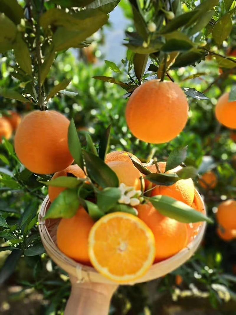 夏橙精品夏橙米奈夏橙地头看货地头装货保质保量坏果包赔