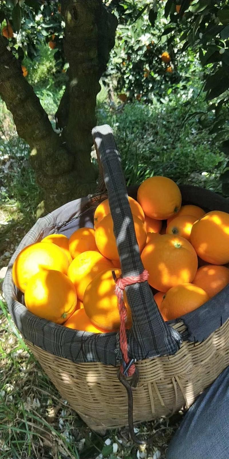 夏橙精品夏橙米奈夏橙地头看货地头装货保质保量坏果包赔