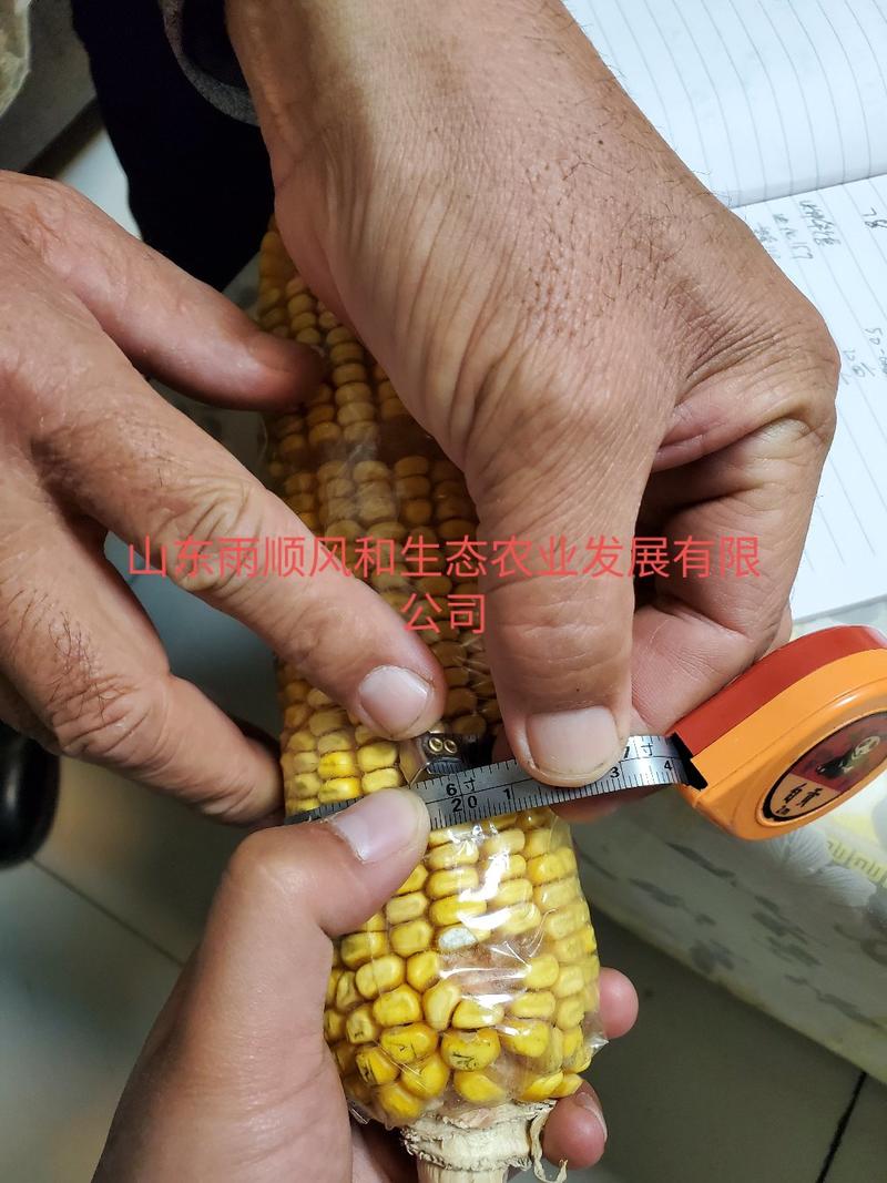双国审紫杆紫叶玉米种子高产抗旱矮杆硬质马牙东单7512