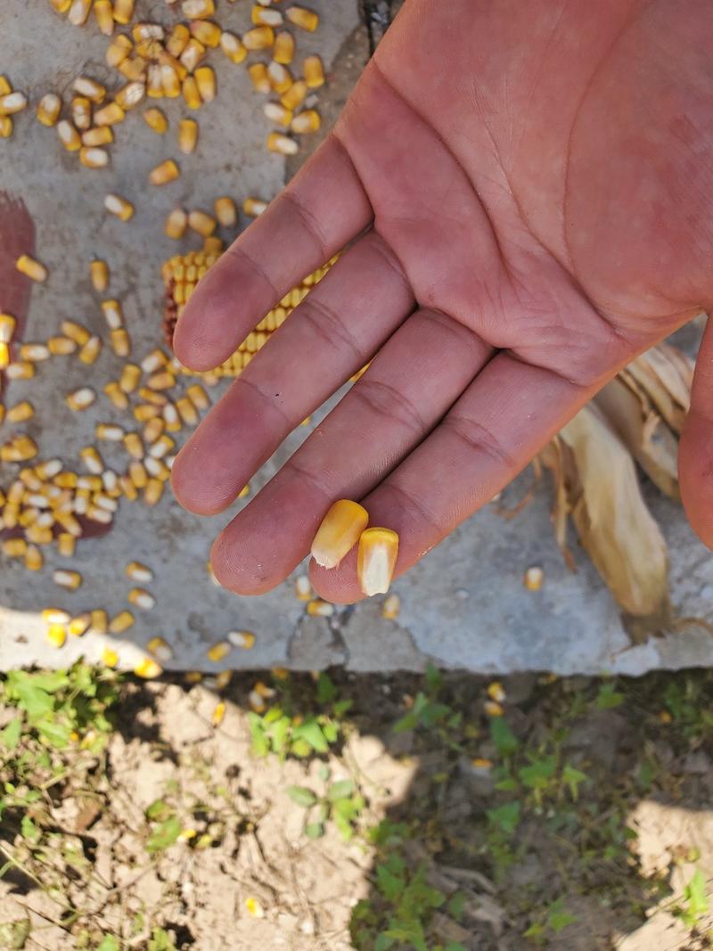 双穗，晋单78玉米种子高产抗旱矮杆硬质不秃尖大棒马牙