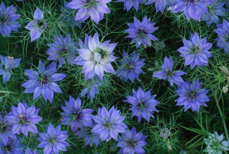 黑种草种子混色香草波斯宝石种子黑子草室外庭院野花种籽
