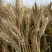 山东抗冻小麦风和二号特矮特粗特大基地种植大量供应小麦种子
