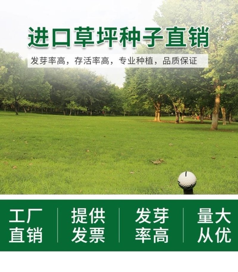 狗牙根护坡耐高温耐寒草籽矮生耐踩踏无需打理
