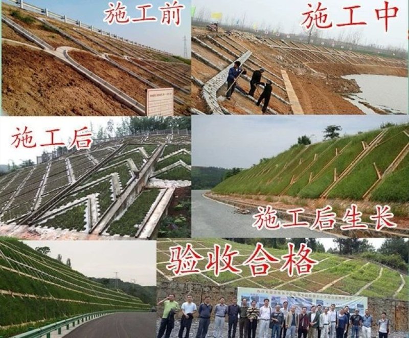 狗牙根护坡耐高温耐寒草籽矮生耐踩踏无需打理