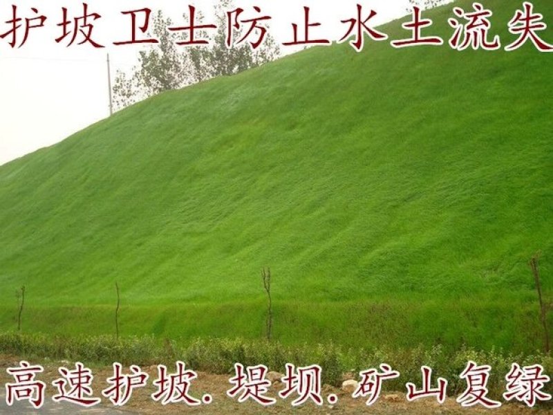 狗牙根护坡耐高温耐寒草籽矮生耐踩踏无需打理
