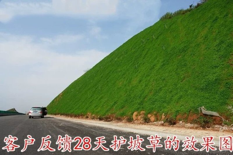 狗牙根护坡耐高温耐寒草籽矮生耐踩踏无需打理