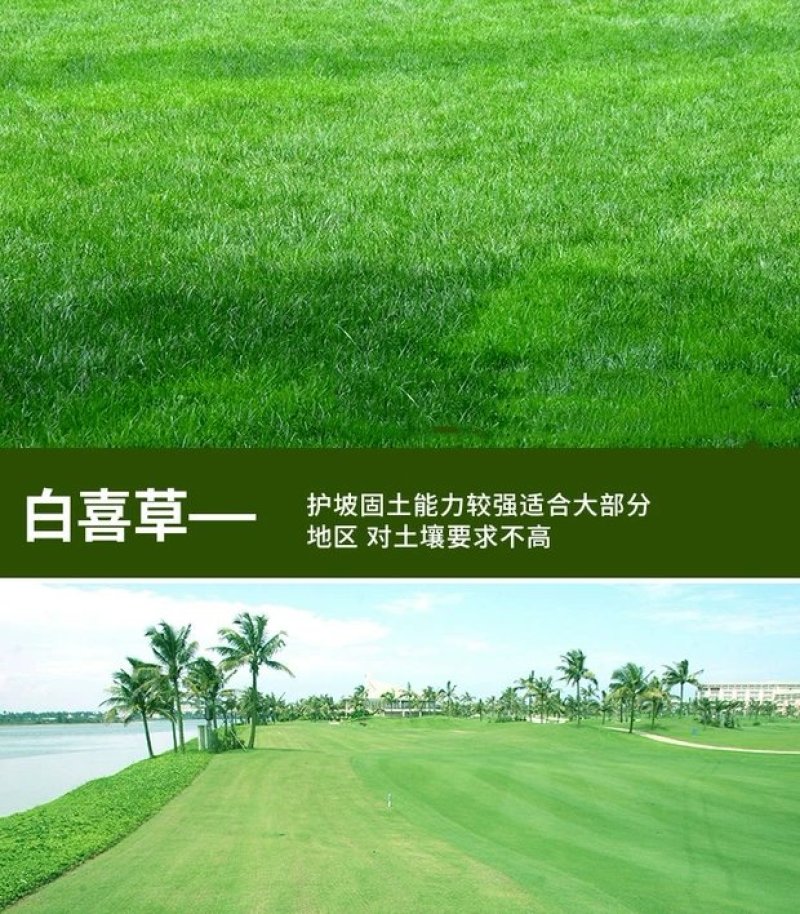 狗牙根护坡耐高温耐寒草籽矮生耐踩踏无需打理