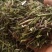 半枝莲经营各种草药品种多没上传完有需要联系我
