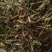 半枝莲经营各种草药品种多没上传完有需要联系我