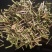 半枝莲经营各种草药品种多没上传完有需要联系我