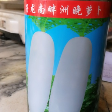 南畔洲晚萝卜，大萝卜。
