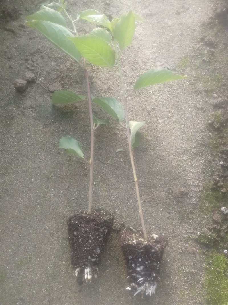矮化樱桃砧木车厘子砧木吉塞拉砧木吉塞6号吉塞拉12号包邮