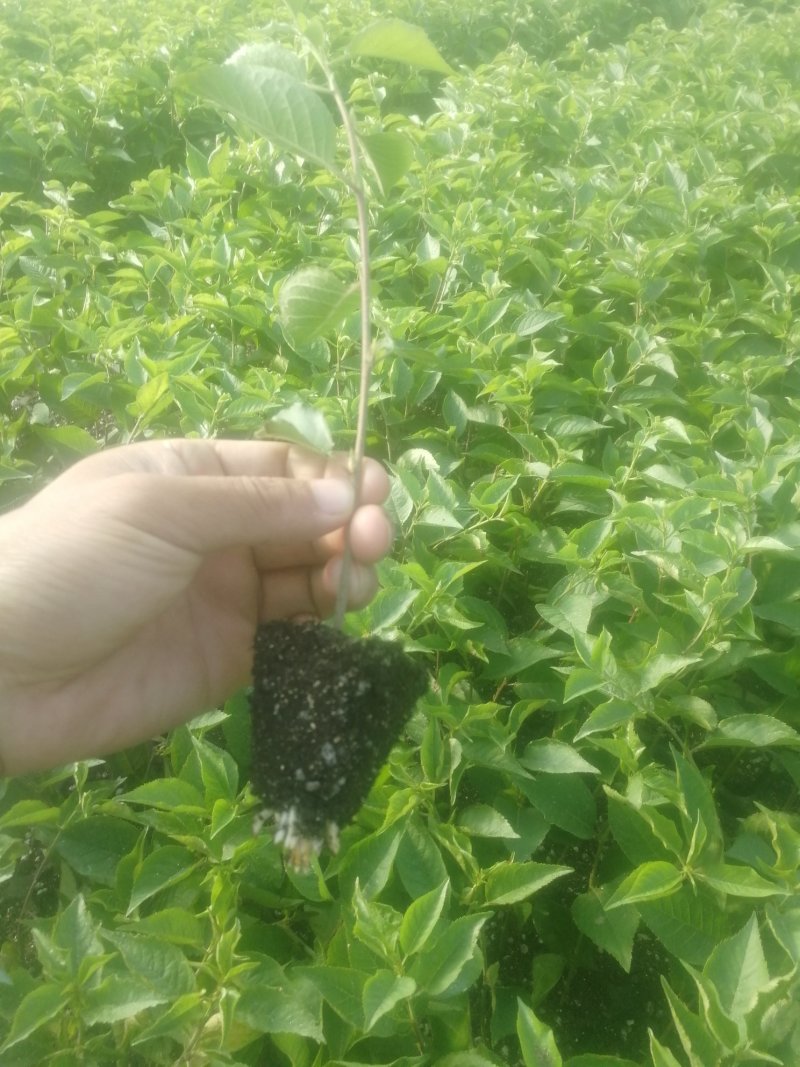 矮化樱桃砧木车厘子砧木吉塞拉砧木吉塞6号吉塞拉12号包邮