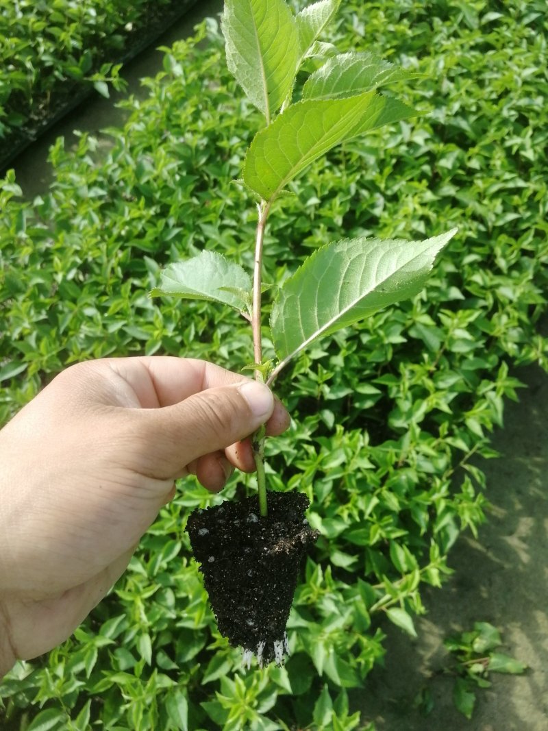 矮化樱桃砧木车厘子砧木吉塞拉砧木吉塞6号吉塞拉12号包邮