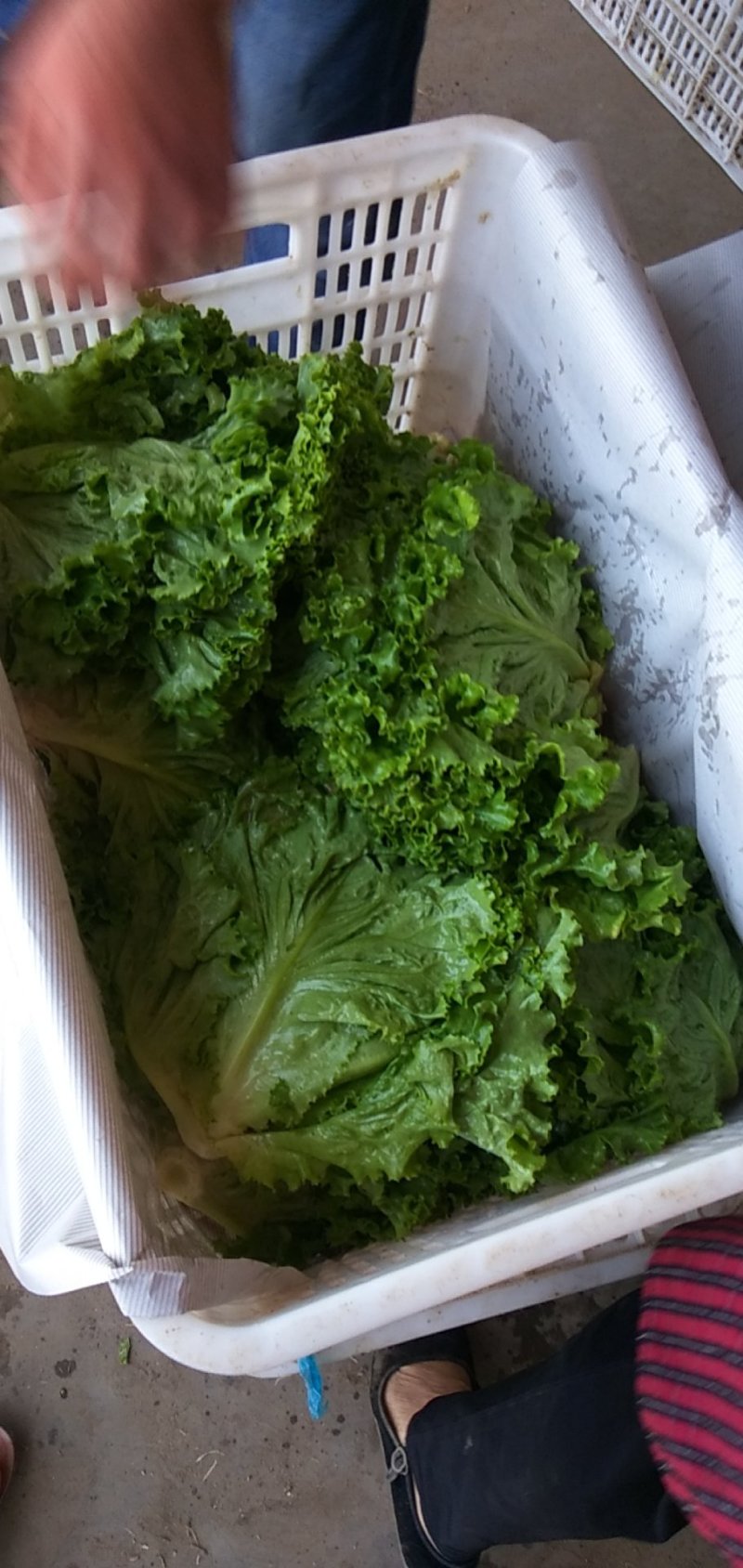 优质叶生菜青叶生菜小叶产地直供