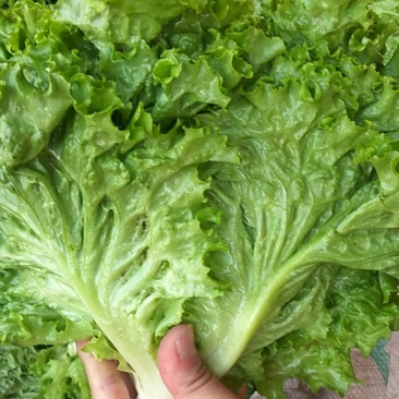 优质叶生菜青叶生菜小叶产地直供