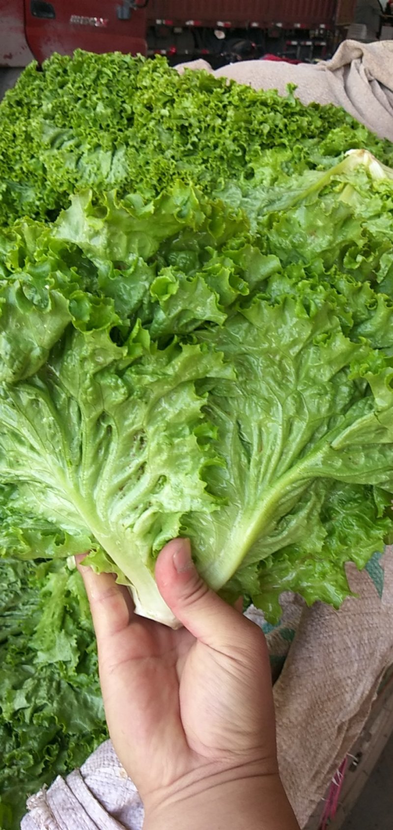 优质叶生菜青叶生菜小叶产地直供
