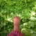 优质叶生菜青叶生菜小叶产地直供