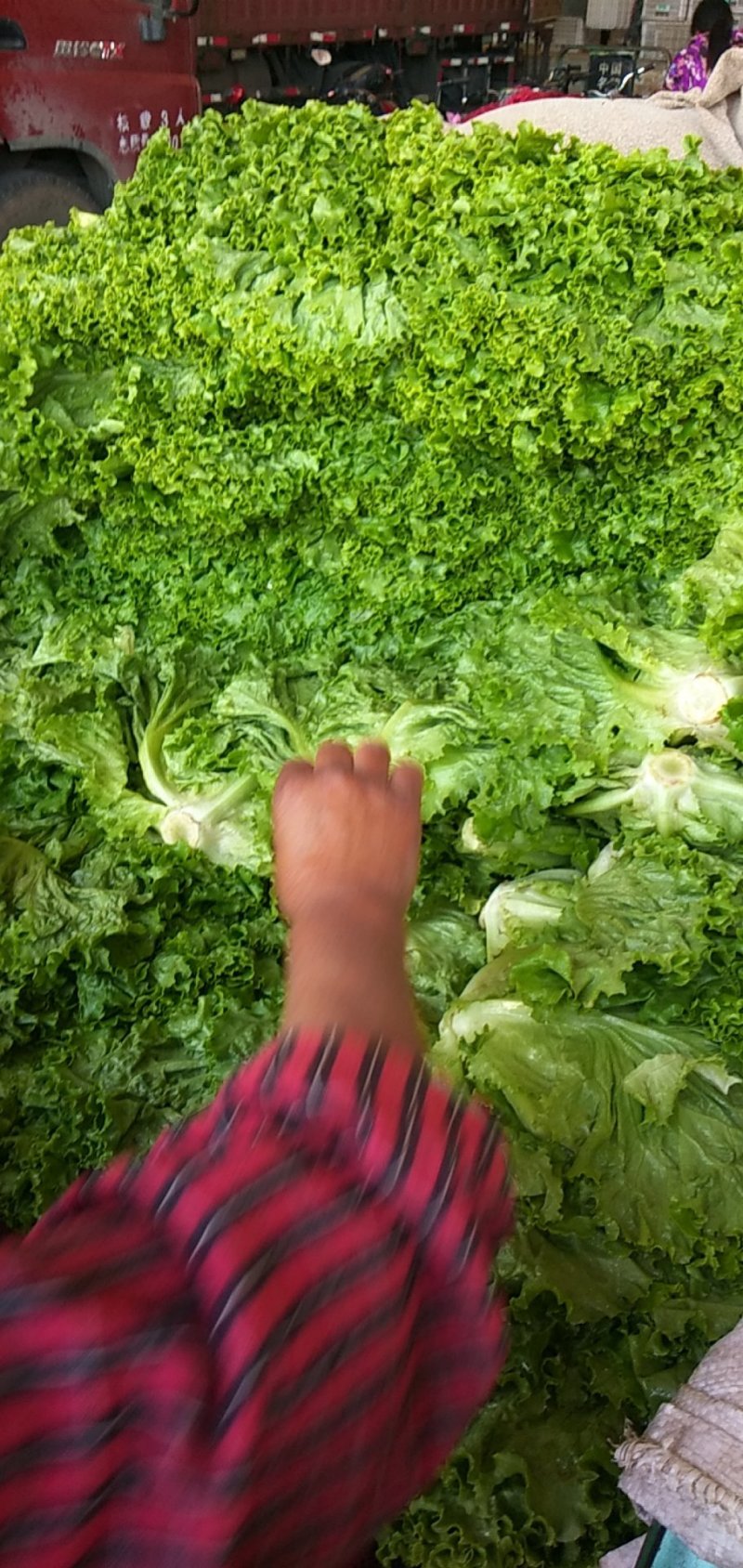 优质叶生菜青叶生菜小叶产地直供