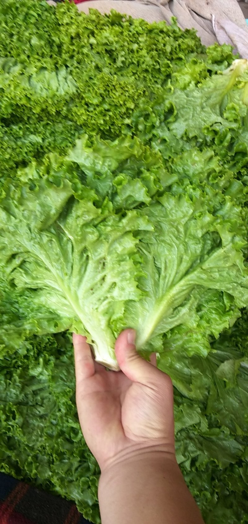 优质叶生菜青叶生菜小叶产地直供