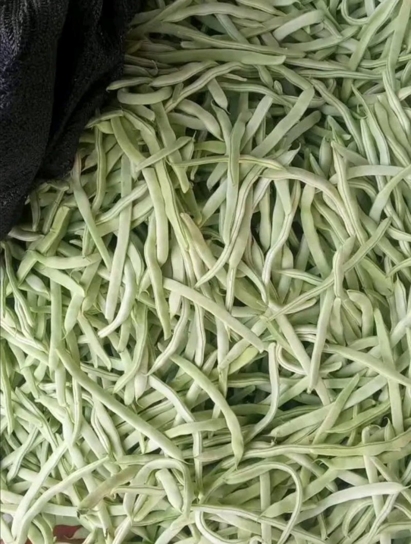 白不老豆角大量上市中，欢迎各位新老顾客前来选购