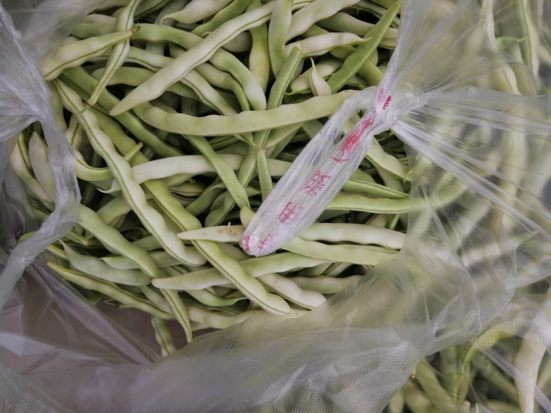 白不老豆角大量上市中，欢迎各位新老顾客前来选购
