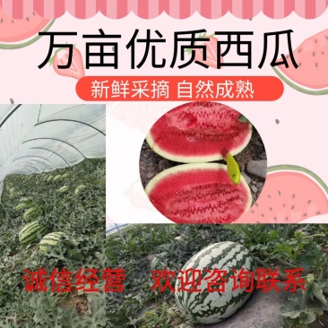 【陕西蒲城无籽西瓜】万亩直播苗大量上市中【金城5号西瓜