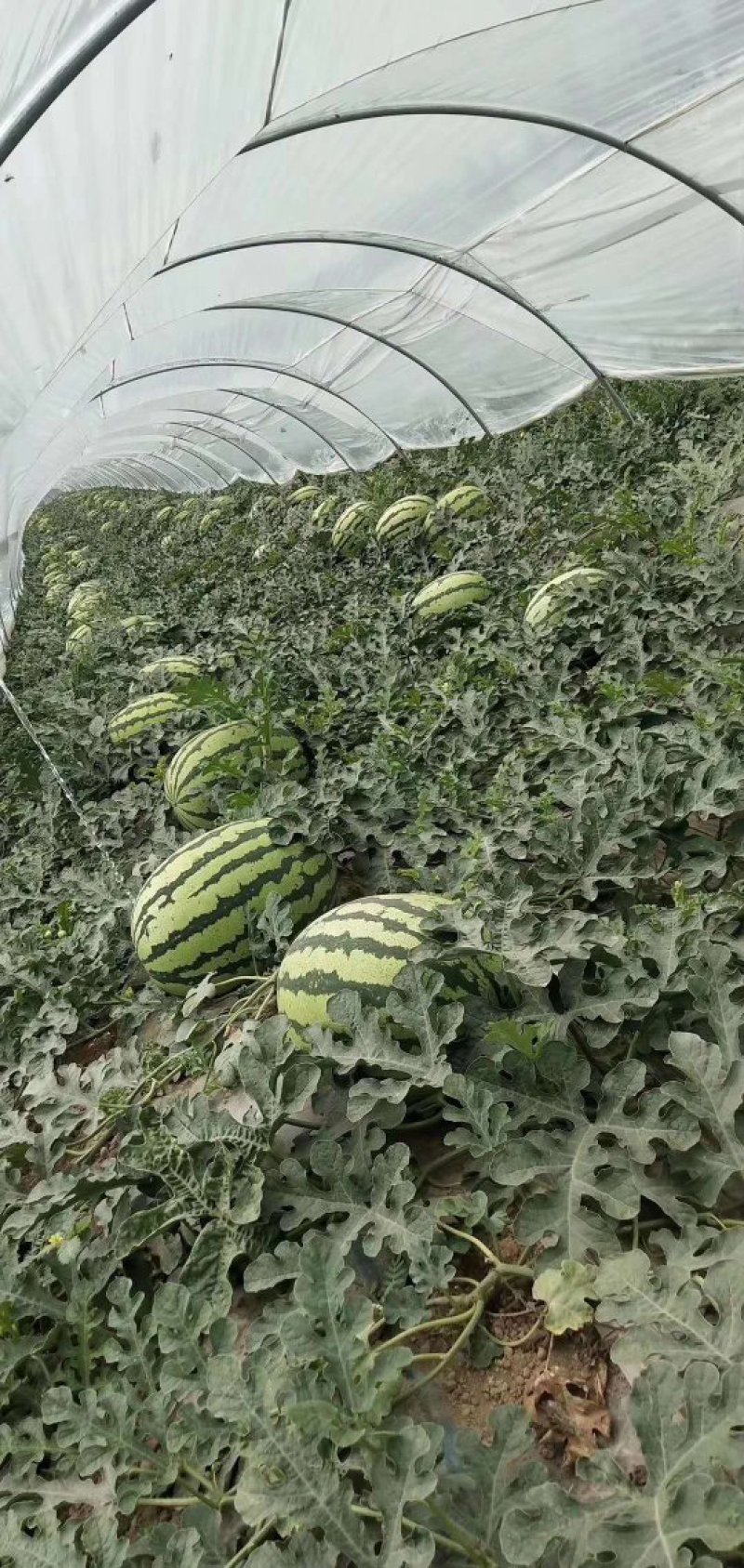 【陕西蒲城无籽西瓜】万亩直播苗大量上市中【金城5号西瓜