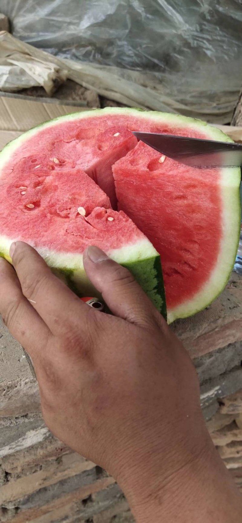 【陕西蒲城无籽西瓜】万亩直播苗大量上市中【金城5号西瓜