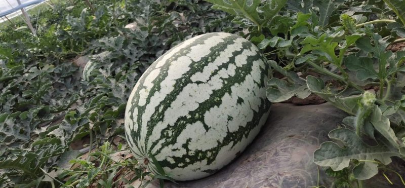 【陕西蒲城无籽西瓜】万亩直播苗大量上市中【金城5号西瓜