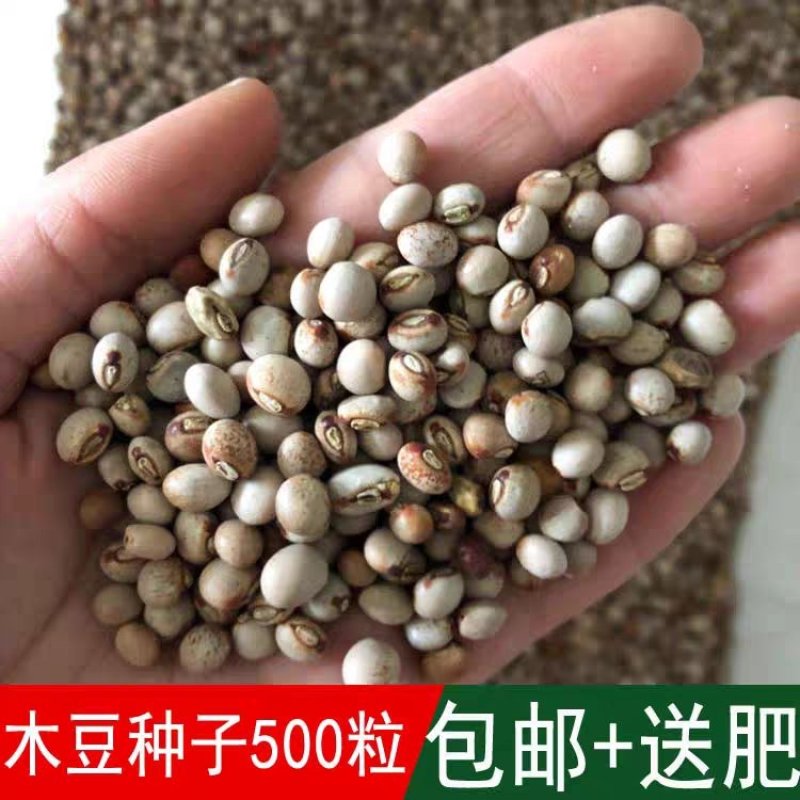 木豆、灌木、护坡，四季常青故土效果非常好