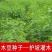 木豆、灌木、护坡,四季常青故土效果非常好