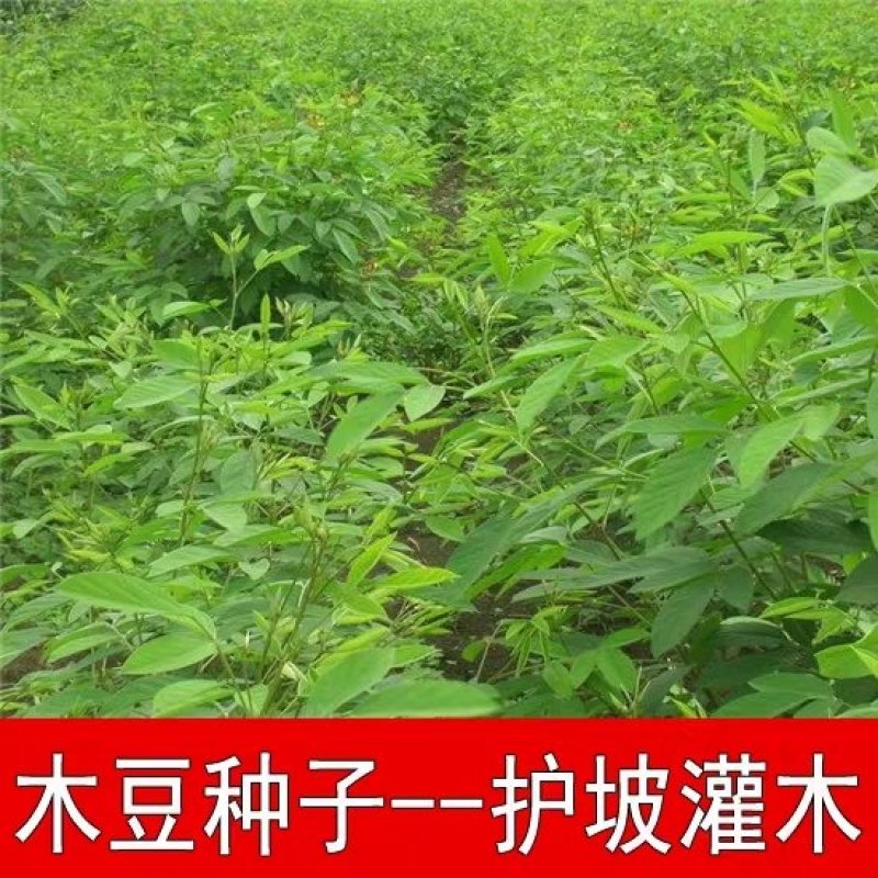 木豆、灌木、护坡，四季常青故土效果非常好