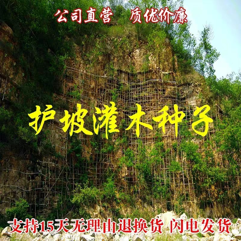 木豆、灌木、护坡，四季常青故土效果非常好