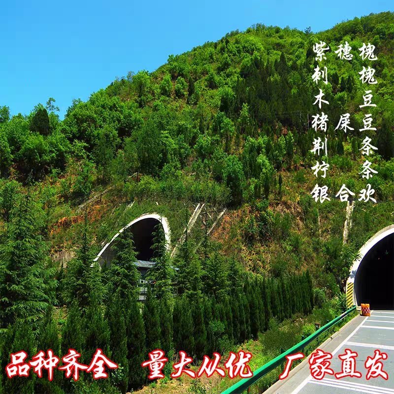木豆、灌木、护坡，四季常青故土效果非常好