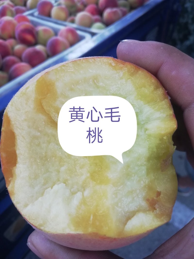 黄金蜜1号，（没有套袋子，产地直销甜度高量大从优）