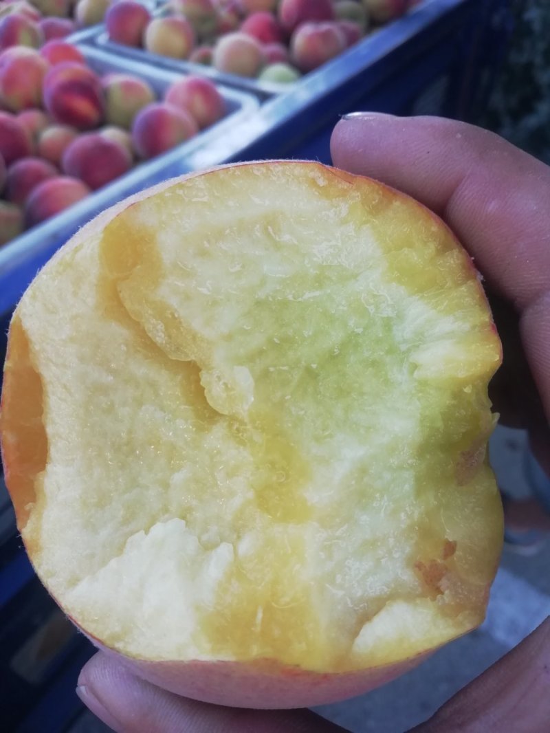 黄金蜜1号，（没有套袋子，产地直销甜度高量大从优）