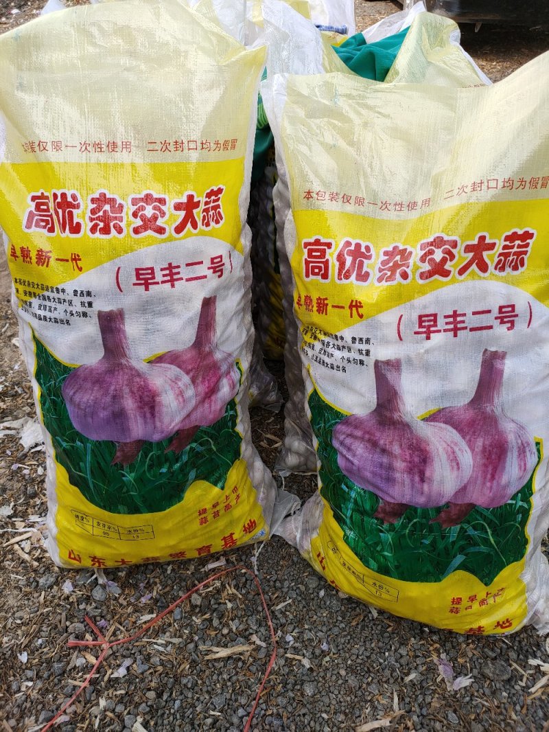 大蒜紫皮蒜产地直发，可视频看货，对接全国市场